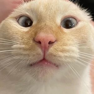 Meet your Posher, Rihanna